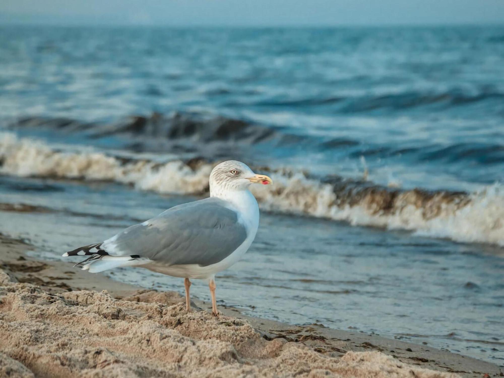 Vacation By The Sea *